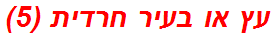 עץ או בעיר חרדית (5)