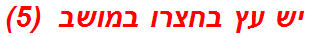 יש עץ בחצרו במושב  (5)